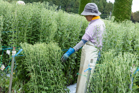 菊の収穫の様子。収穫や出荷調整は主にパート職員が担当