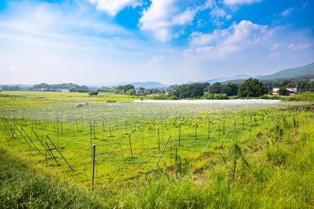 桜川市真壁町白井地区にあるほ場