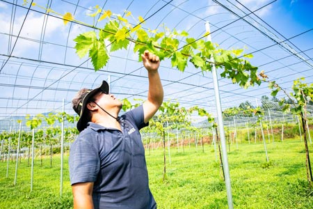 手入れを行う様子
