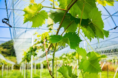 シャインマスカットの葉